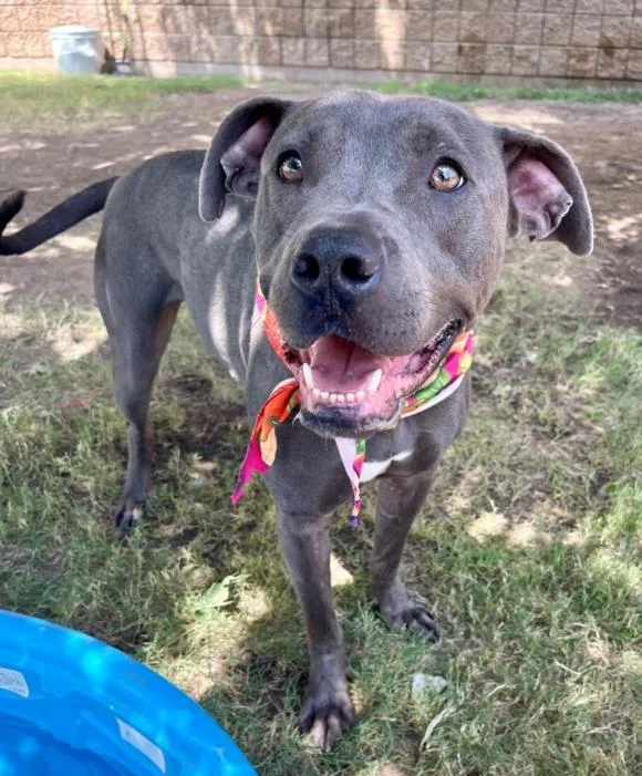 An adult large-sized male Pit Bull Terrier dog named Tito for adoption in Tulsa, OK