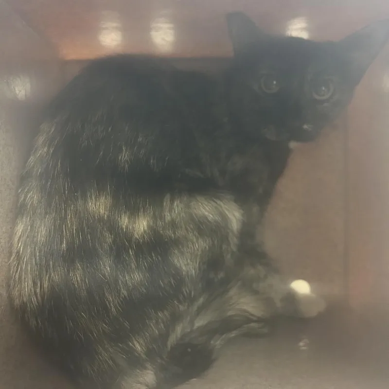 A young medium-sized female Tortoiseshell Domestic Short Hair cat named Gemma for adoption in Birmingham, AL