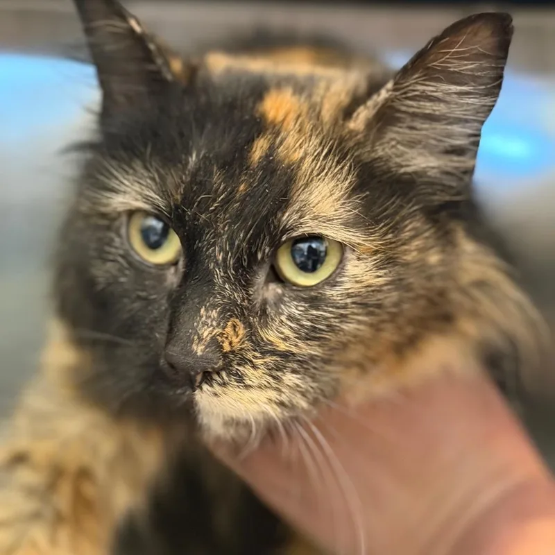 A young medium-sized female Tortoiseshell Domestic Long Hair cat named Helena for adoption in Idaho Falls, ID