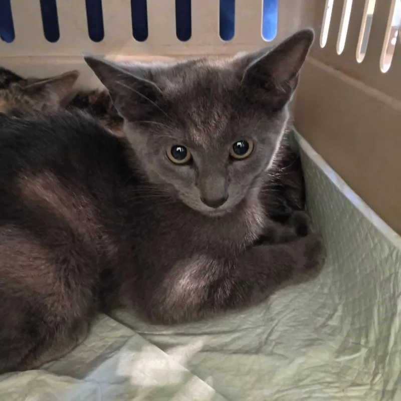 A baby small-sized male Gray / Blue / Silver Domestic Short Hair cat named Faramir for adoption in Lynchburg, VA