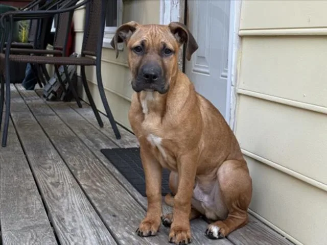 A baby small-sized male Hound dog named Mr. Business for adoption in Chapel Hill, NC