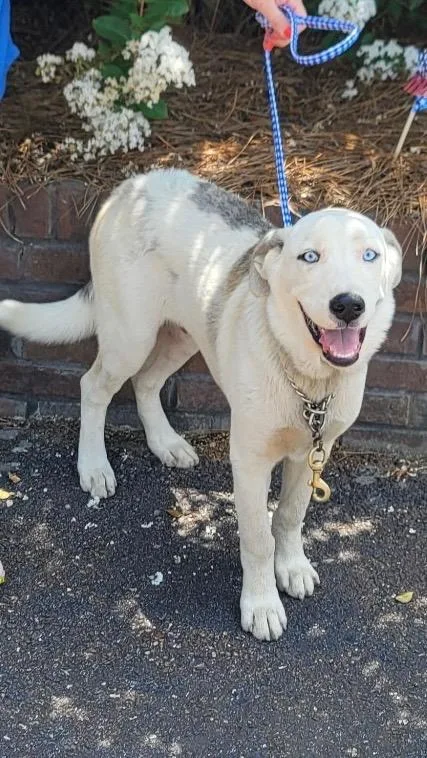 A baby medium-sized male Husky dog named Scout for adoption in Charlotte, MI