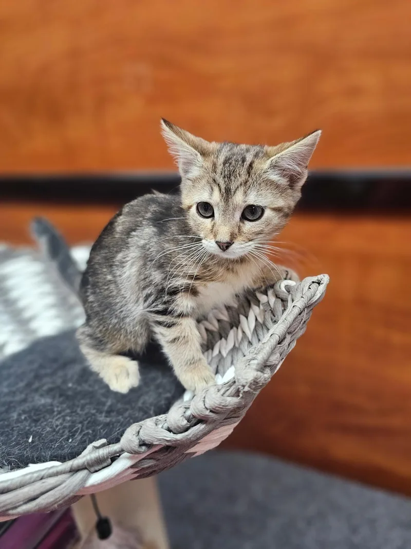 A baby medium-sized female Domestic Short Hair cat named Little Debbie for adoption in Social Circle, GA