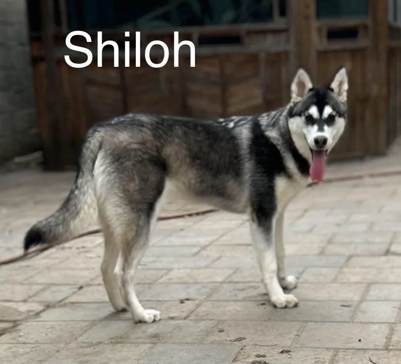 Shiloh thumbnail 2