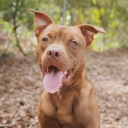 An adult medium-sized male Mixed Breed dog named Diesel for adoption in Largo, FL