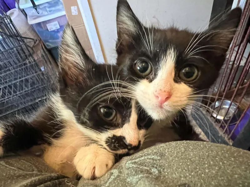 A baby medium-sized female Black & White / Tuxedo Domestic Short Hair cat named Mercedes for adoption in College Station, TX