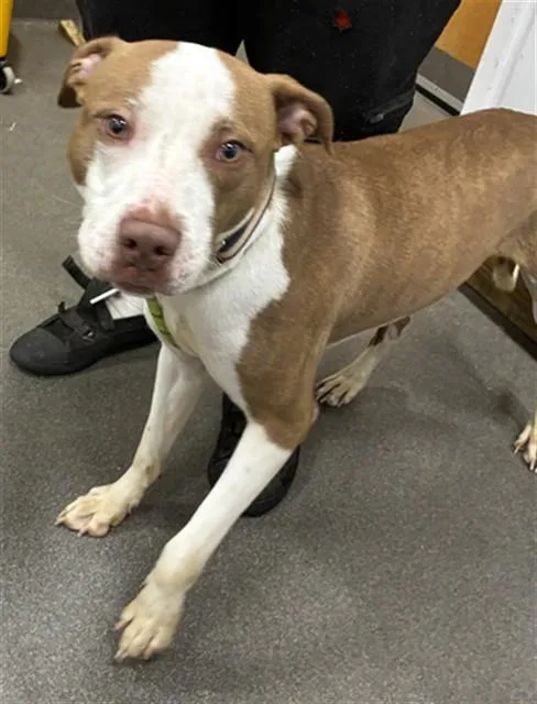 A young medium-sized male Pit Bull Terrier dog named Rider for adoption in Upper Marlboro, MD