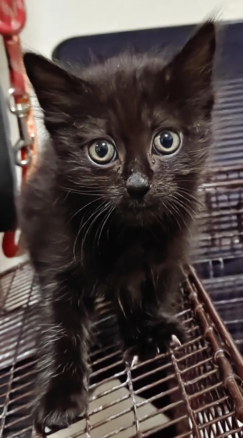 A baby small-sized female Domestic Short Hair cat named Crouton for adoption in Los Angeles, CA
