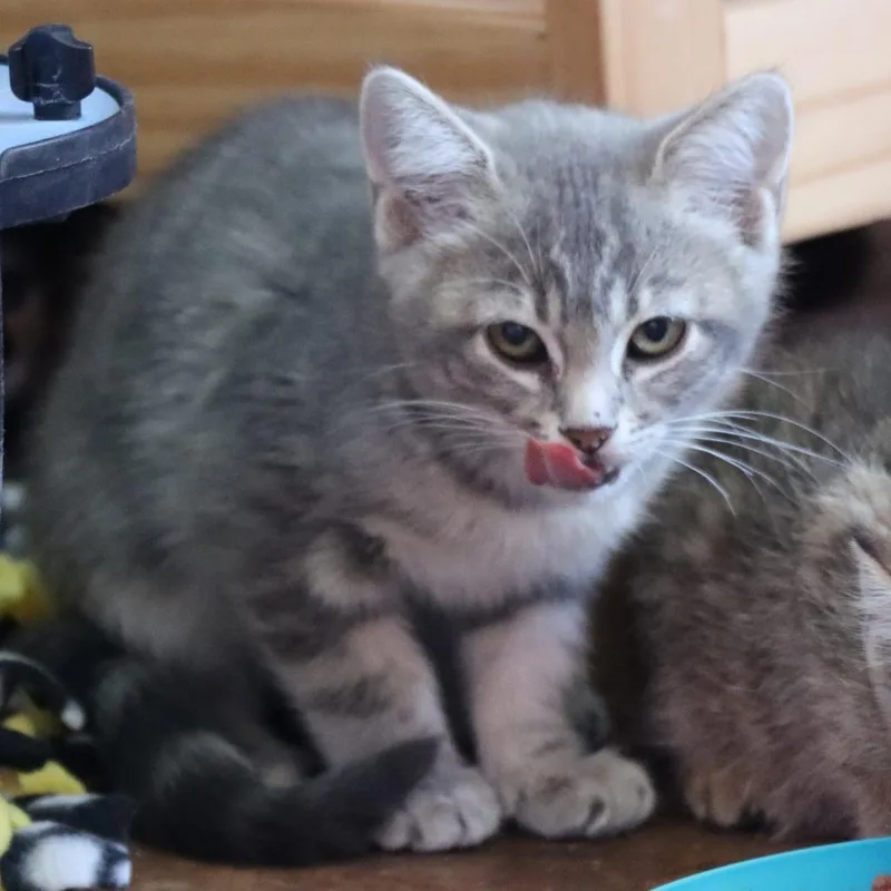 An adult small-sized female Gray / Blue / Silver Domestic Short Hair cat named Juubi for adoption in Tucson, AZ