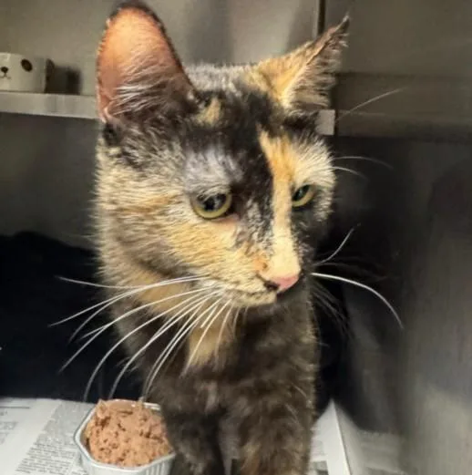 A young medium-sized female Domestic Short Hair cat named Harvest for adoption in Los Angeles, CA