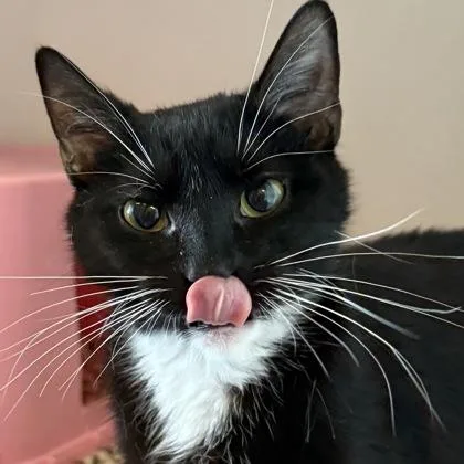 A young small-sized female Domestic Short Hair cat named Pizza for adoption in Janesville, WI