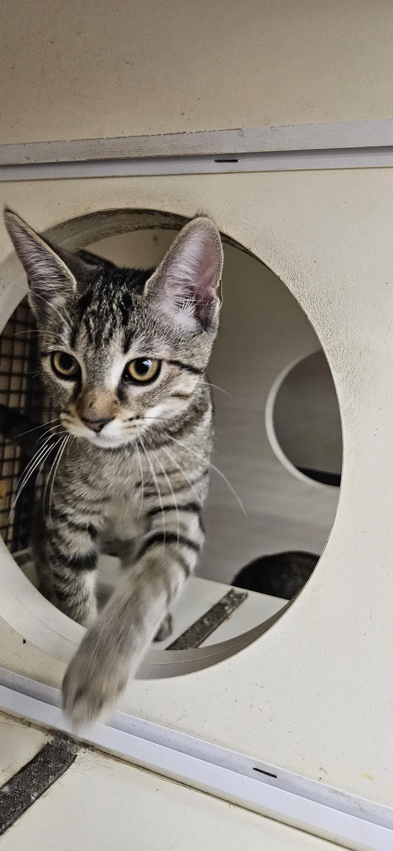 A young medium-sized female Gray / Blue / Silver Tabby cat named Sif for adoption in Nashville, TN
