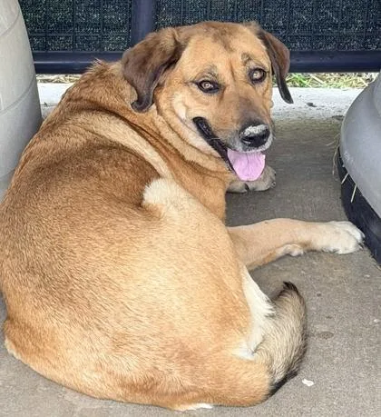 An adult large-sized female Labrador Retriever dog named Daisy Doo for adoption in Bowling Green, KY