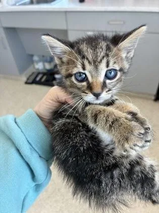 A baby small-sized male Domestic Short Hair cat named Randy for adoption in Lafayette, IN