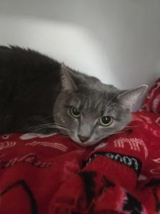 An adult medium-sized female Domestic Short Hair cat named Dove for adoption in Savannah, GA