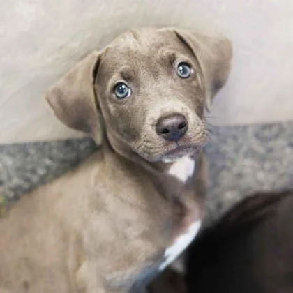 A baby small-sized male Merle (Blue) Pit Bull Terrier dog named Shofer for adoption in Atlanta, GA