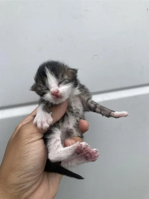 A baby small-sized female Domestic Short Hair cat named Berry for adoption in Dallas, TX