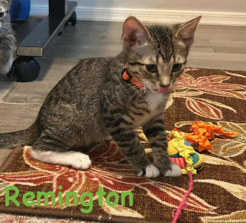 A young small-sized male Tabby (Brown / Chocolate) Domestic Short Hair cat named Remington for adoption in Tucson, AZ