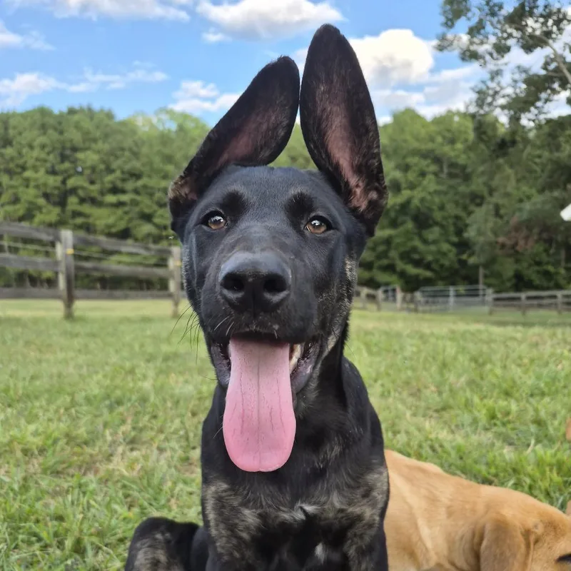 A baby small-sized female Shepherd dog named Lager for adoption in Wake Forest, NC
