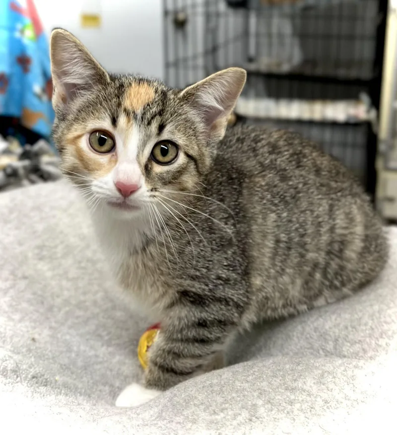 A baby medium-sized female Domestic Short Hair cat named Golden Prize Melon for adoption in Estherville, IA