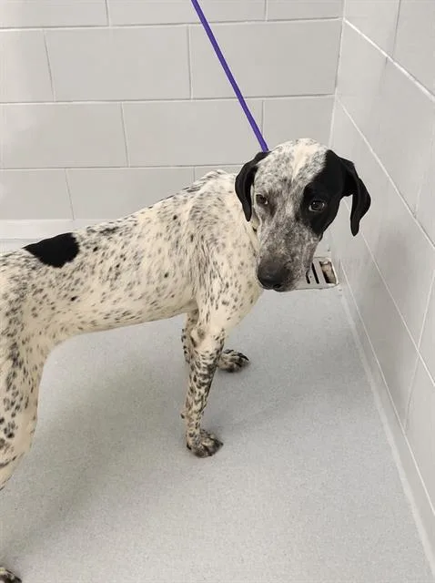An adult large-sized female English Pointer dog named Medusa for adoption in Winter Haven, FL