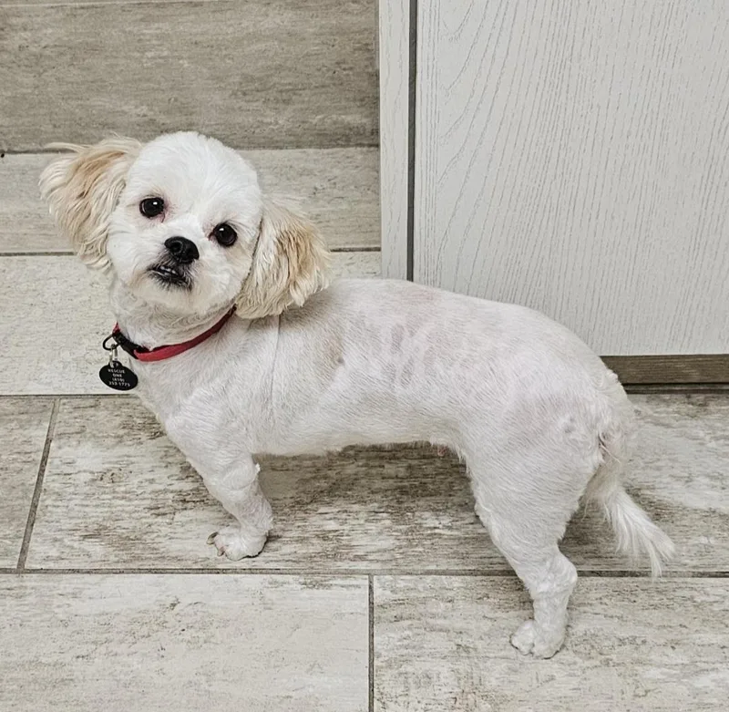 An adult small-sized female White / Cream Shih Tzu dog named Bella for adoption in Fenton, MI