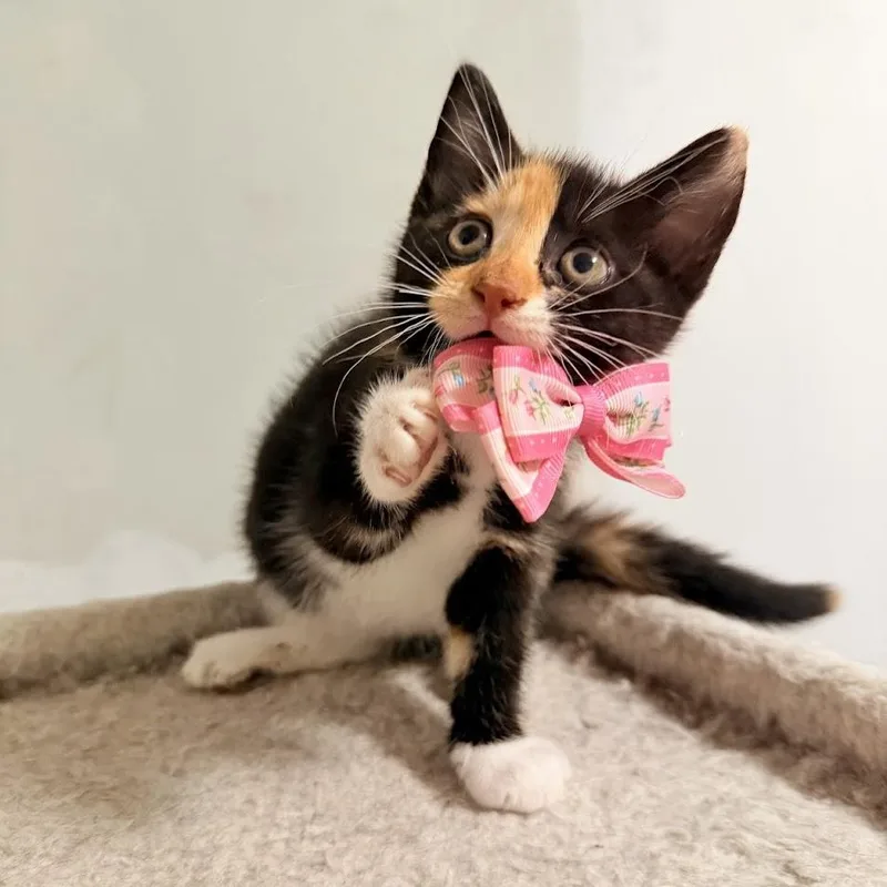 Nico And Amaya thumbnail 2