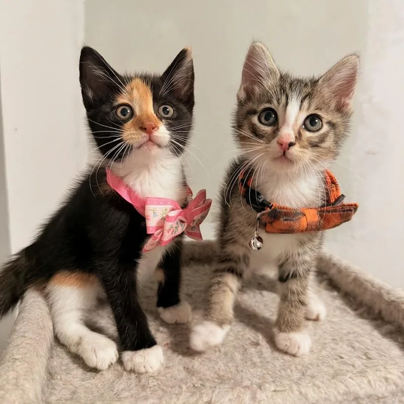 Nico And Amaya thumbnail 3