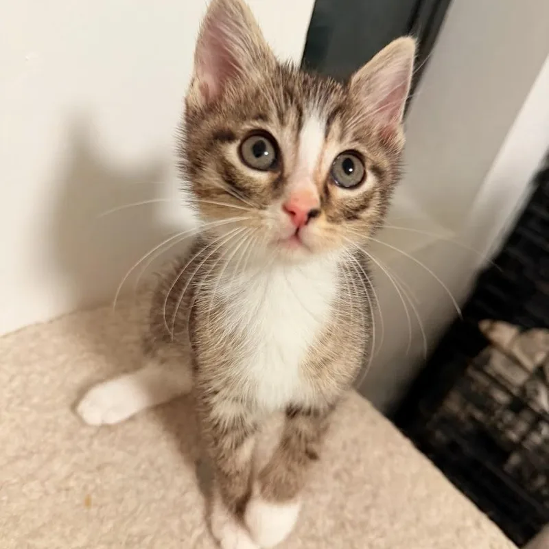 Nico And Amaya thumbnail 4