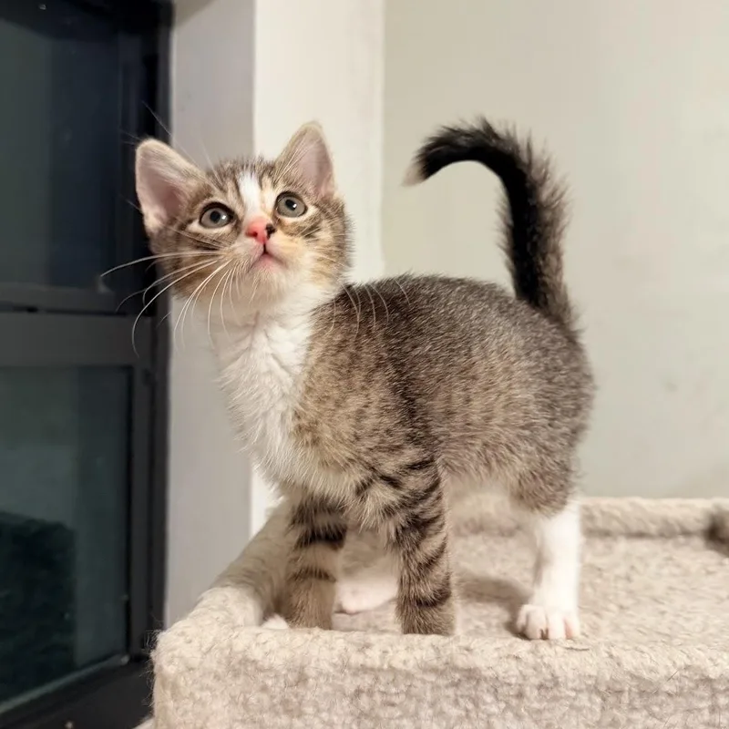 Nico And Amaya thumbnail 5