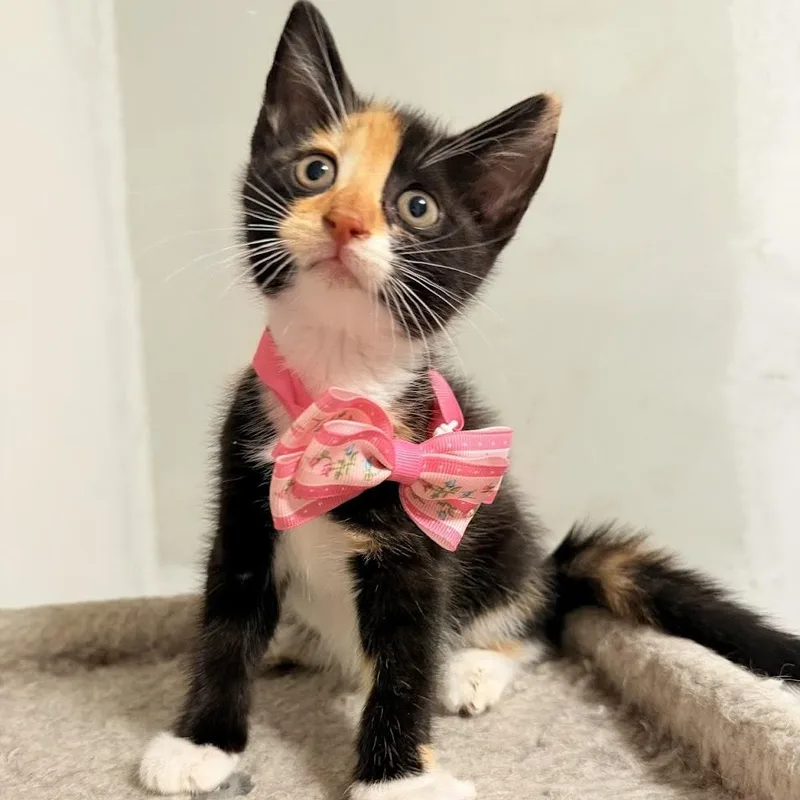 Nico And Amaya thumbnail 6