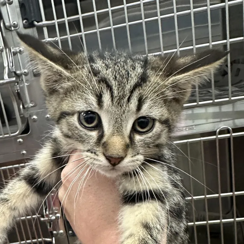 A baby small-sized male Domestic Short Hair cat named Sand for adoption in Corbin, KY