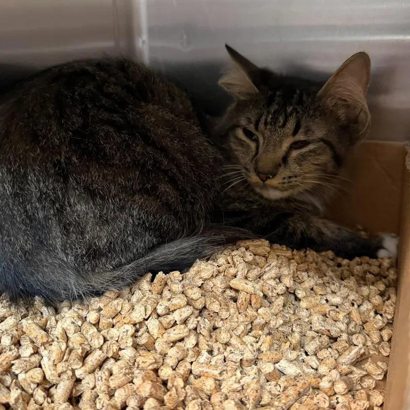 A young small-sized female Black Domestic Medium Hair cat named Loralei for adoption in Shinnston, WV