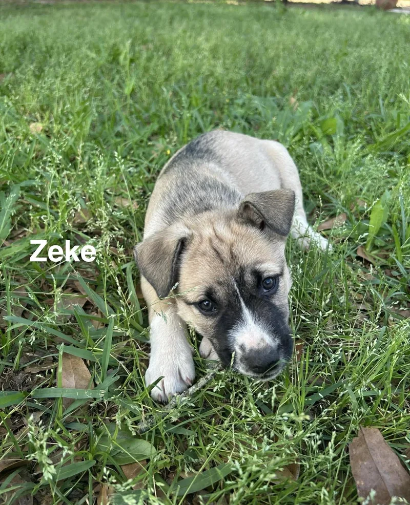 Zeke