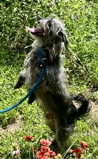 An adult small-sized male Black Cairn Terrier dog named Freddy for adoption in Hempstead, TX