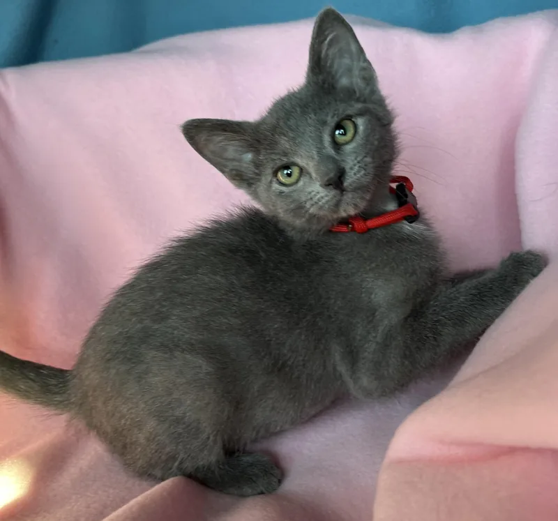 A baby medium-sized female Russian Blue cat named Kali for adoption in Lyle, WA