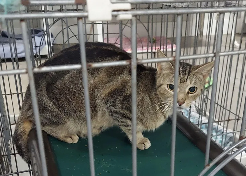 A young medium-sized female American Shorthair cat named Nascar for adoption in Naples, FL