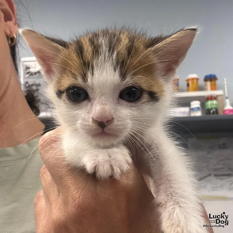 A baby medium-sized male Domestic Short Hair cat named Tigger for adoption in Washington, DC