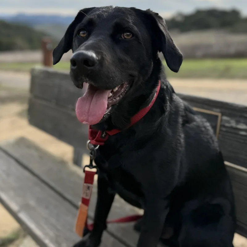 A young medium-sized male Black Labrador Retriever dog named Ollie for adoption in San Francisco, CA