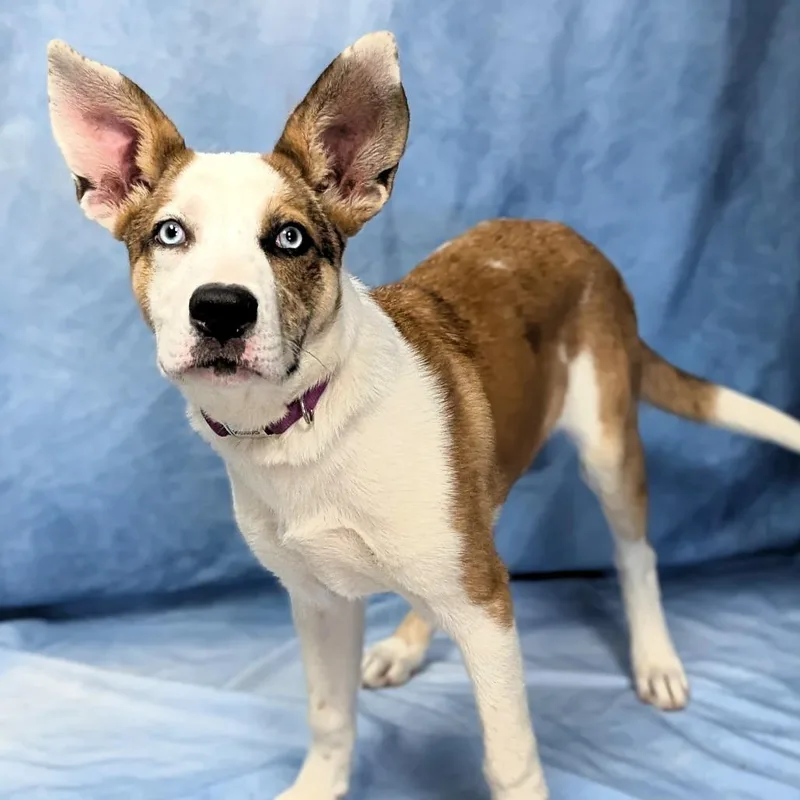 A baby large-sized female White / Cream Anatolian Shepherd dog named Trophy for adoption in Buchanan Dam, TX