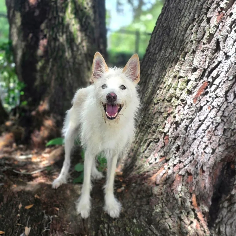 A senior medium-sized male Mixed Breed dog named Buddy for adoption in Port Charlotte, FL