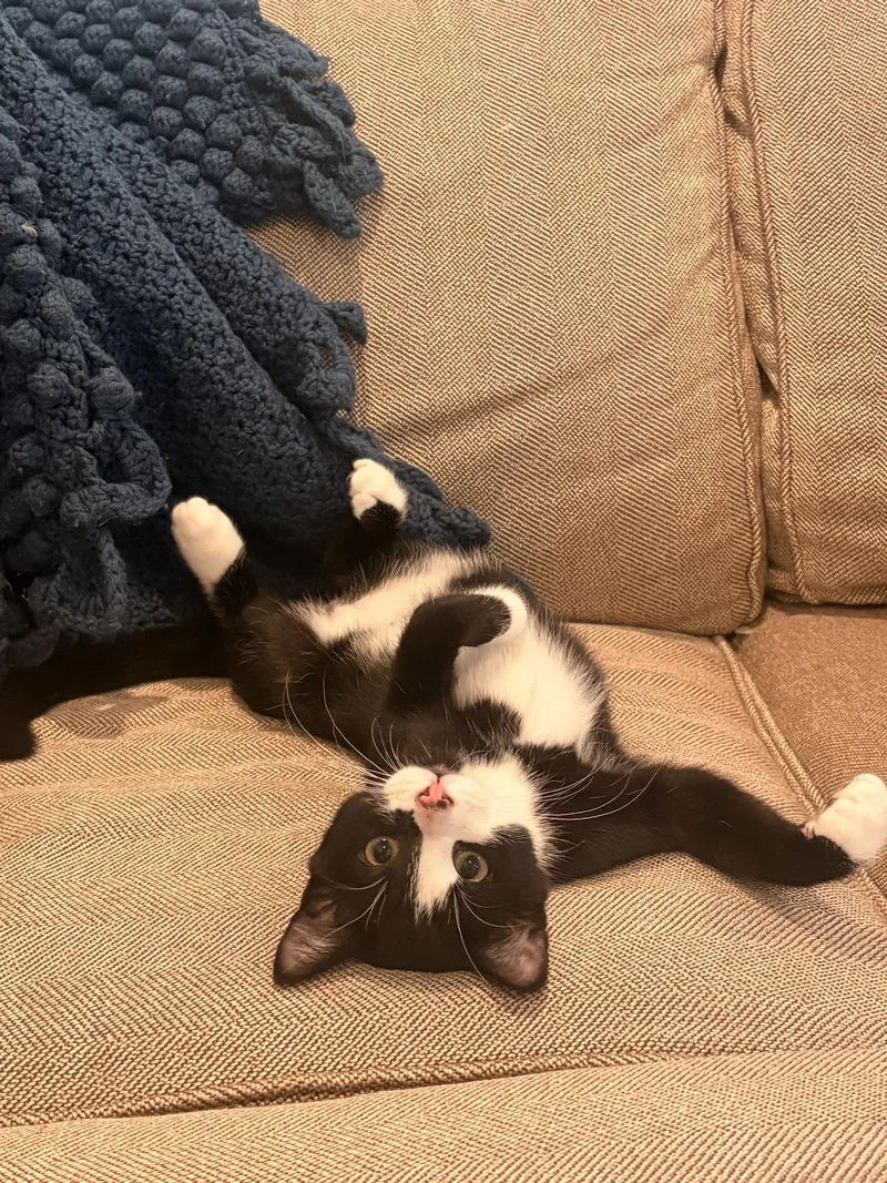 A baby medium-sized male Black & White / Tuxedo Domestic Short Hair cat named Bud for adoption in Lake Saint Louis, MO