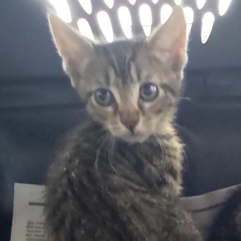 A baby small-sized male Gray / Blue / Silver Domestic Short Hair cat named ChaChi for adoption in Montgomery, AL
