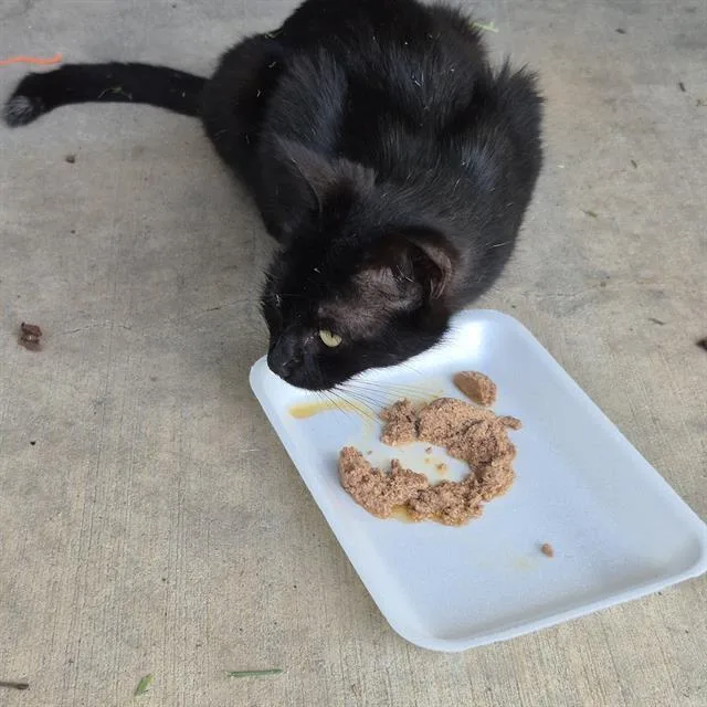 A young small-sized female Domestic Short Hair cat named Margaret for adoption in San Antonio, TX