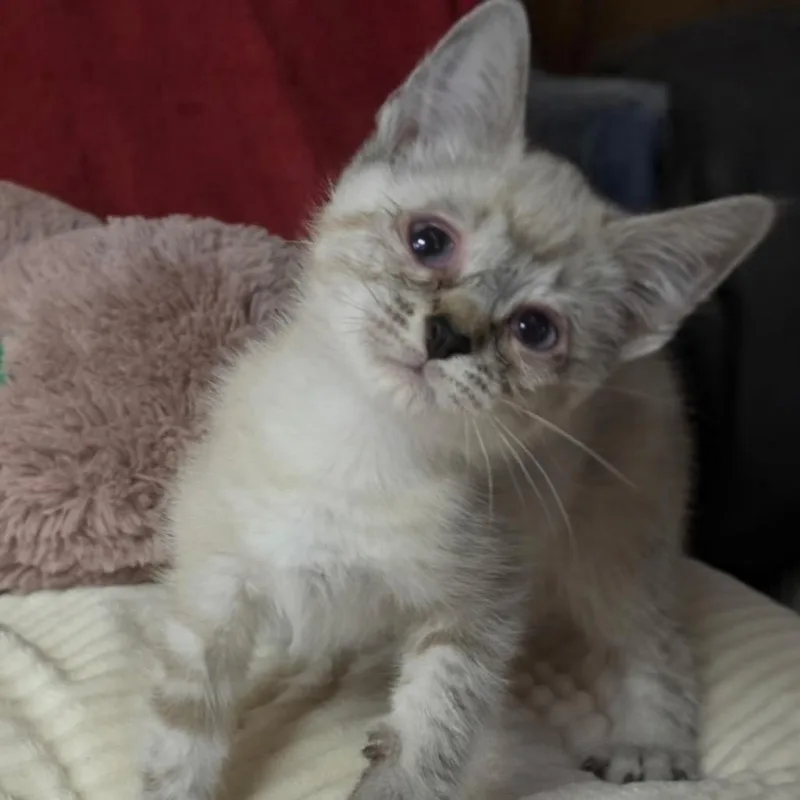 A baby medium-sized male Buff & White Domestic Short Hair cat named O'Malley for adoption in Graham, WA