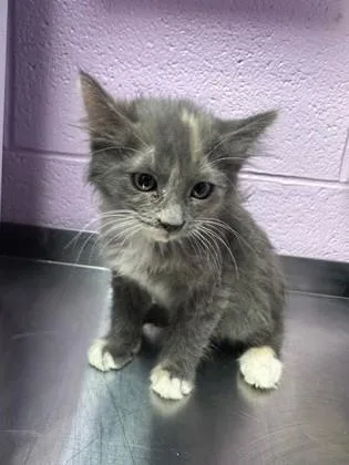 A baby small-sized female Gray / Blue / Silver Domestic Long Hair cat named Onyx for adoption in El Paso, TX