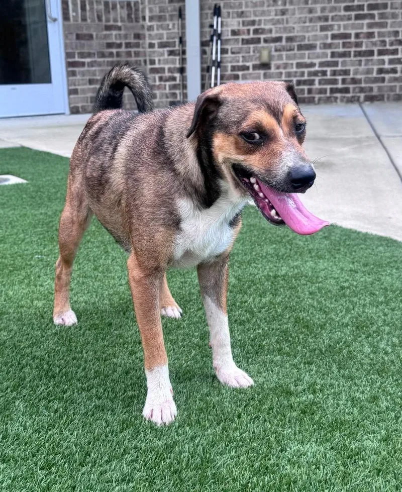 An adult medium-sized female Mixed Breed dog named Ninya for adoption in Dalton, GA