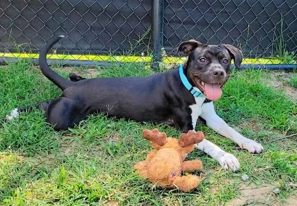 A young medium-sized female Pit Bull Terrier dog named Firefly for adoption in Millersville, MD