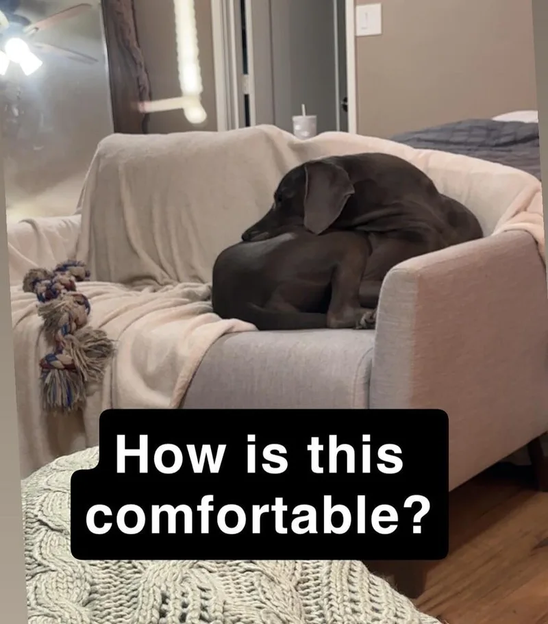 An adult large-sized female Gray / Blue / Silver Great Dane dog named Shadow for adoption in Bonita, CA