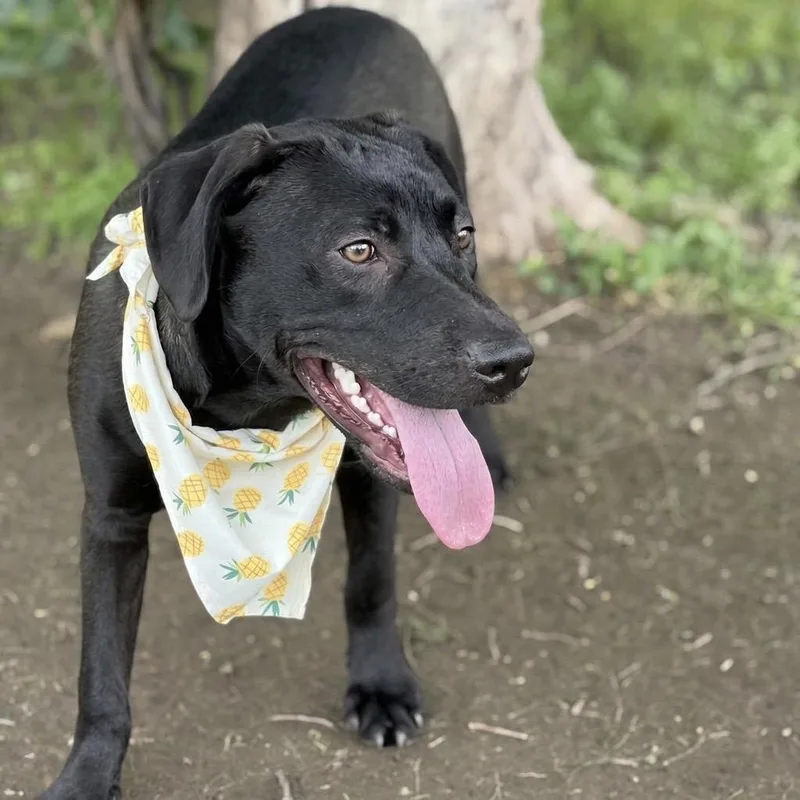A young medium-sized female Black Mixed Breed dog named Brittany for adoption in Bastrop, TX